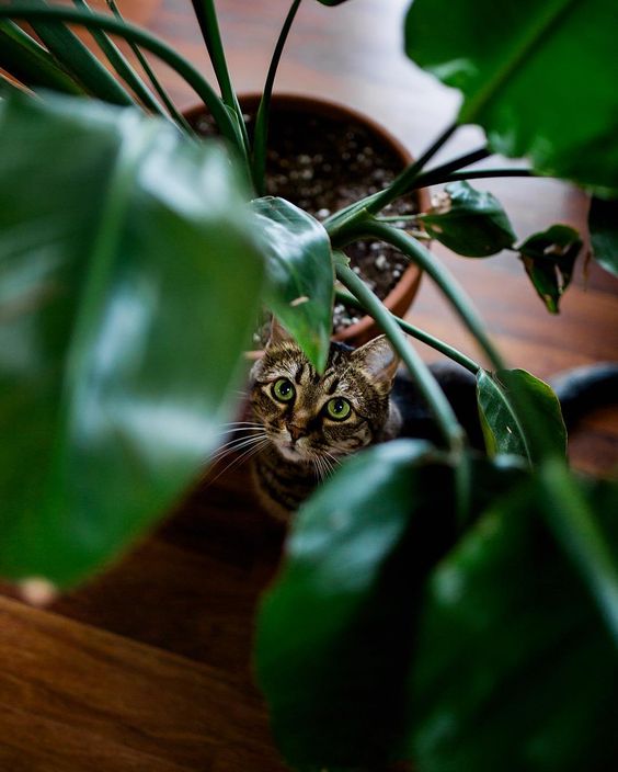 Rośliny trujące dla kota
